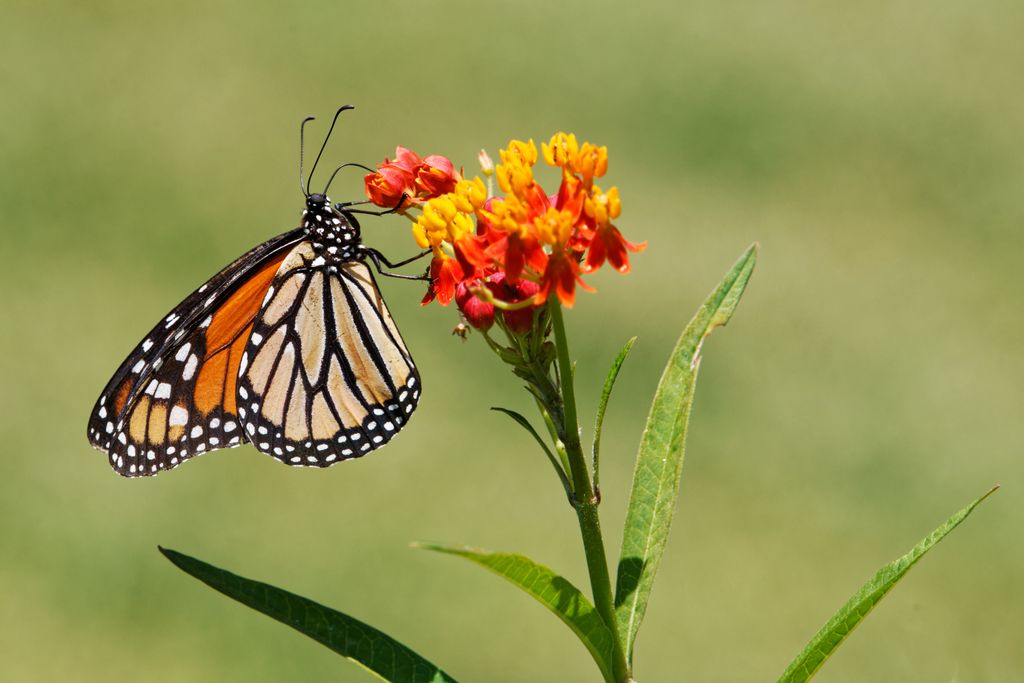 Stunning macro shot of a monarch butterfly perched on vivid flowers outdoors.