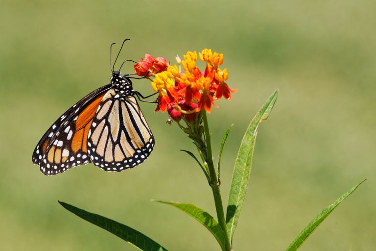 Stunning macro shot of a monarch butterfly perched on vivid flowers outdoors.